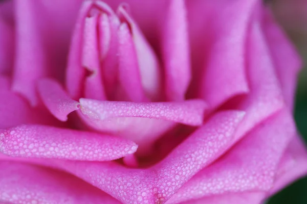 Parte de uma rosa no orvalho de manhã — Fotografia de Stock