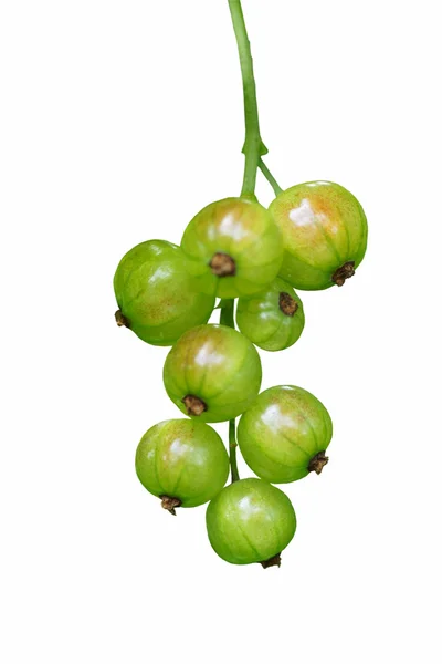 En gren av omogna röda vinbär. — Stockfoto