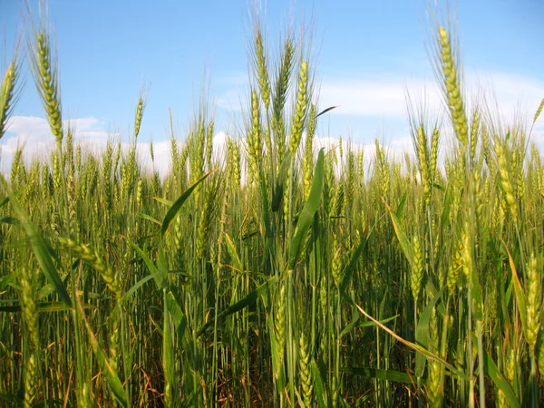 Wheat field on a background of sky Royalty Free Stock Images