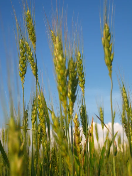 Wheat field on a background of sky — Stock Photo, Image