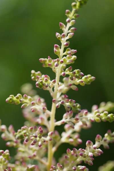 Roze bloem in de tuin — Stockfoto