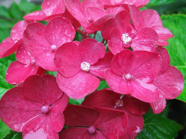 Roze hortensia bloem — Stockfoto