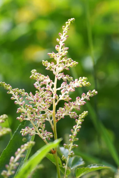 Roze bloem in de tuin — Stockfoto