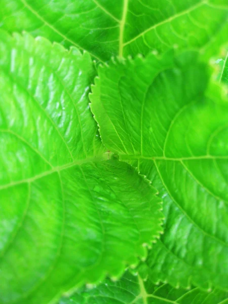 Roseta de hojas verdes . —  Fotos de Stock