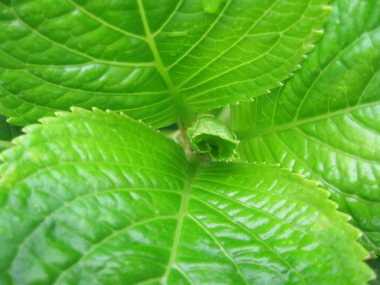 Yeşil yapraklar rozet.