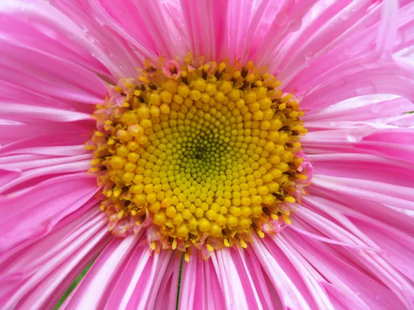Pink aster flower. — Stock Photo, Image