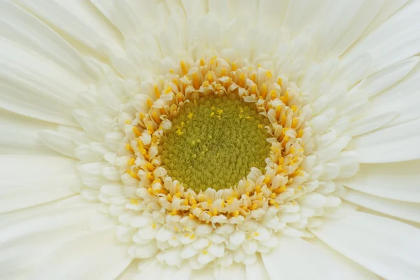 Parte del fiore gerbera — Foto Stock