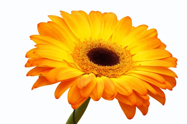 Orange gerbera flower. Royalty Free Stock Images