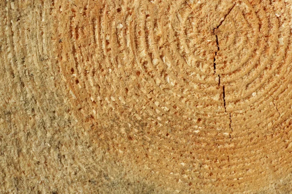 kesilen ağaç gövdesi.