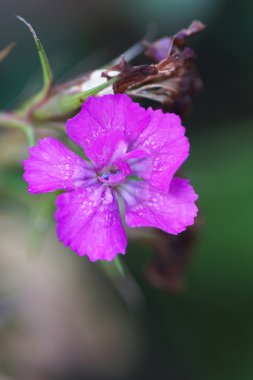 Bahçedeki pembe karanfil.