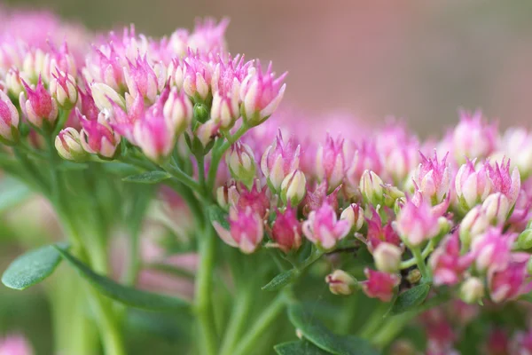 Pembe bahçe çiçekleri. — Stok fotoğraf