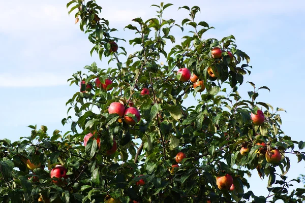Apples on the tree — Stock Photo, Image
