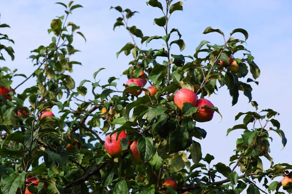 Apples on a tree — Stock Photo, Image