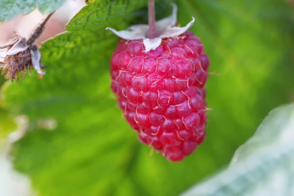 Raspberry on a bush — Stock Photo, Image