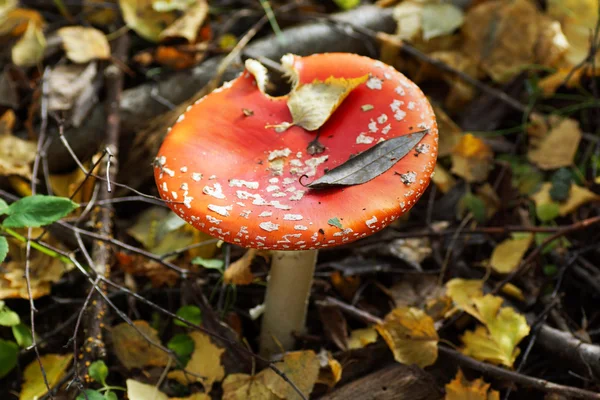 Amanita mushroom in the forest. — Stock Photo, Image