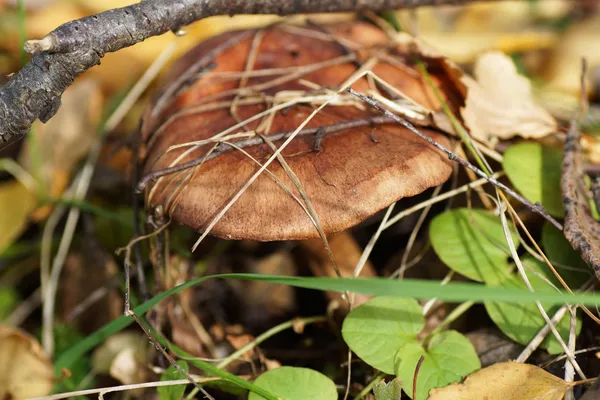 Brown mushroom in the woods in the grass. — Stock Photo, Image