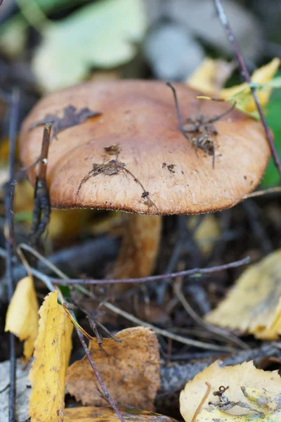 Brown mushroom in the woods. — Stock Photo, Image