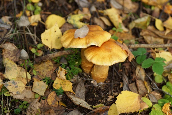 Two mushrooms in the forest. — Stock Photo, Image