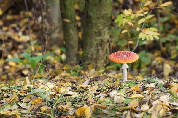 Amanita mushroom in the forest. — Stock Photo, Image