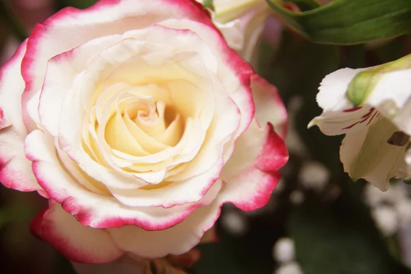 Witte roos boeket. — Stockfoto