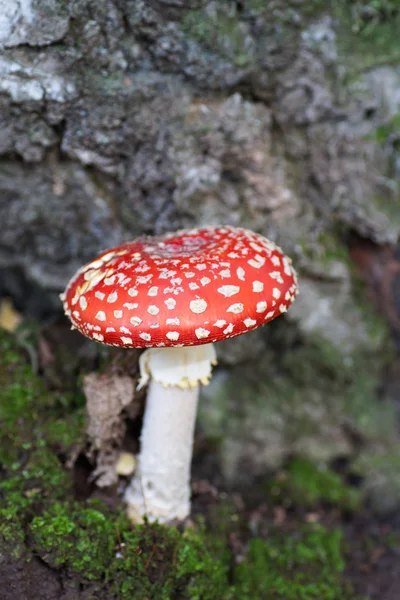 Amanita mushroom under a tree. — Stock Photo, Image