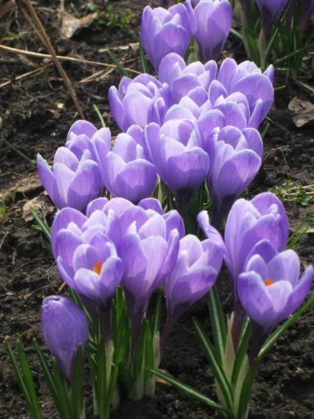 mor kır çiçekleri