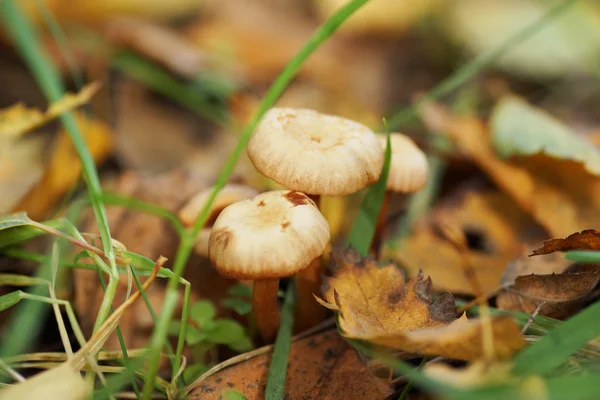 Three mushrooms in the forest. — Stock Photo, Image