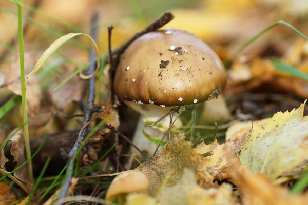 Brown mushroom in the foliage. — Stock Photo, Image