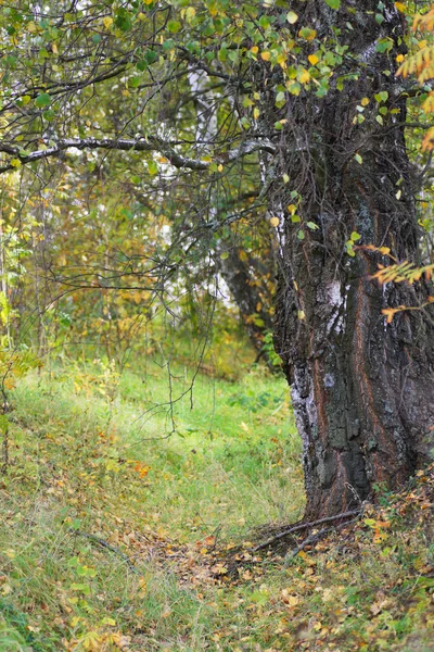 Troncos de abedul en un bosque . —  Fotos de Stock