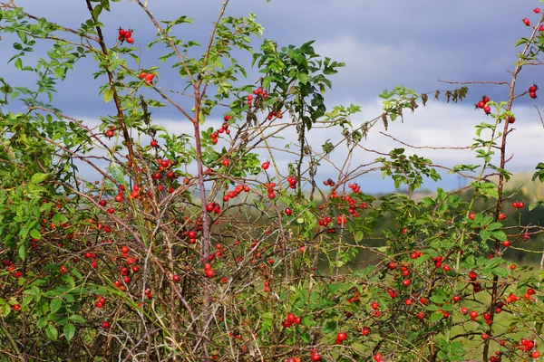 Cespuglio con bacche di rosa selvatica — Foto Stock