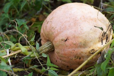 Kabak çim yerde yatan