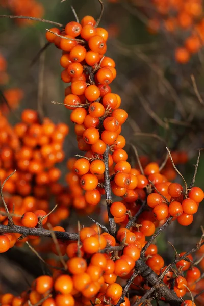 Bacche di olivello spinoso su rami — Foto Stock