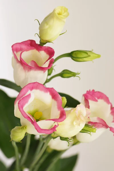Witte bloemen met een roze rand — Stockfoto