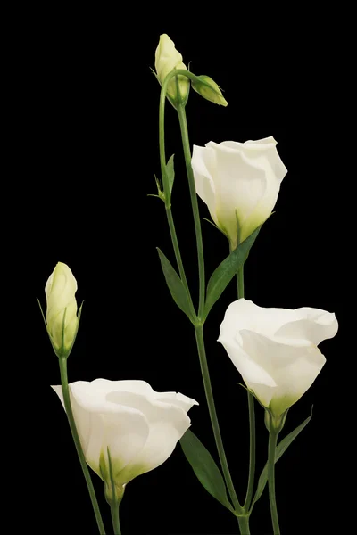 White flowers on a black background — Stock Photo, Image