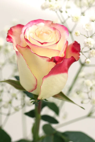 Witte roos boeket. — Stockfoto