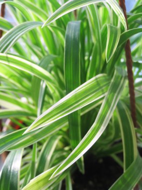 houseplant pot closeup içinde.