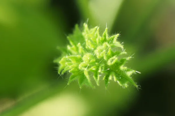 Parte planta de interior geranio macro . —  Fotos de Stock