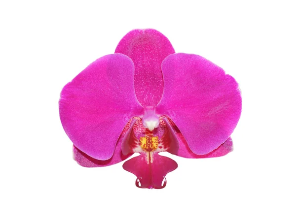 Flor de orquídea rosa — Foto de Stock