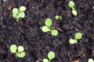 fide bir tencerede. Yukarıdan görmek.