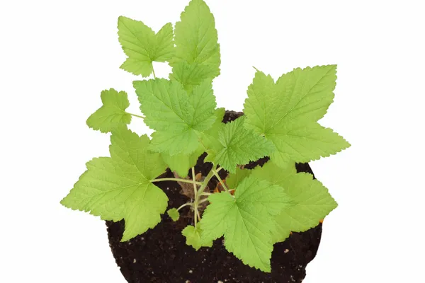 Frenküzümü fidanları toprağa. 