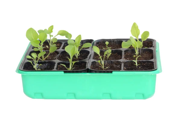 Seedlings in a box. — Stock Photo, Image