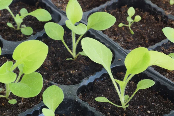 Plantas plantadas de plântulas . — Fotografia de Stock