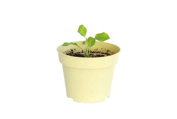 Planta em um pote — Fotografia de Stock
