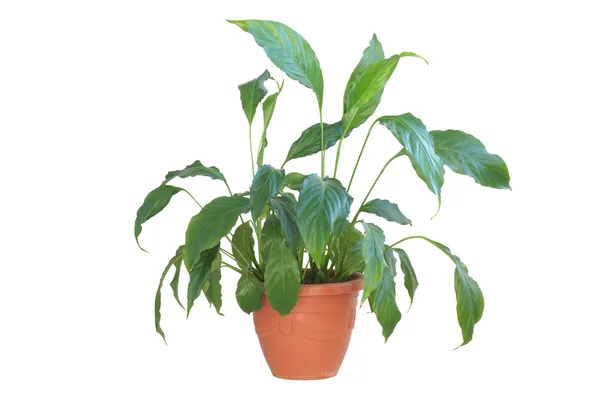 Planta doméstica de Spatifilium em um pote . — Fotografia de Stock