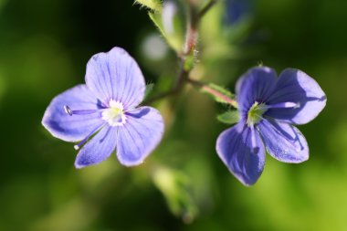 Yeşil arka planda mavi çiçek.