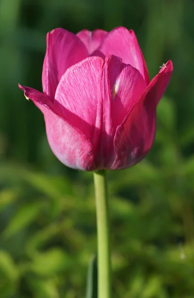 Tulipe rose sur fond vert. — Photo