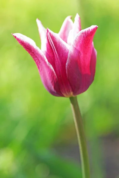 Pink tulip in the garden. — Stock Photo, Image