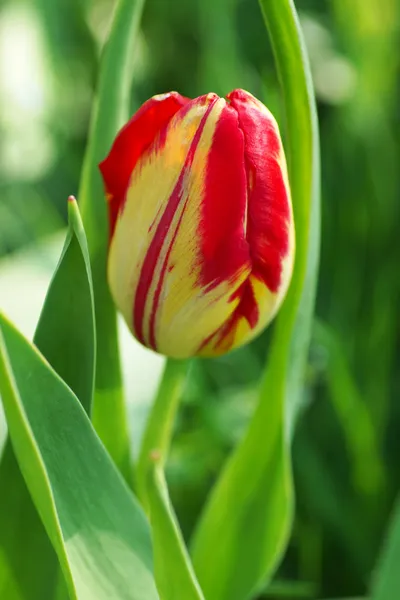 Tulipe jaune et rouge . — Photo