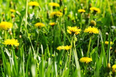 Sarı dandelions.