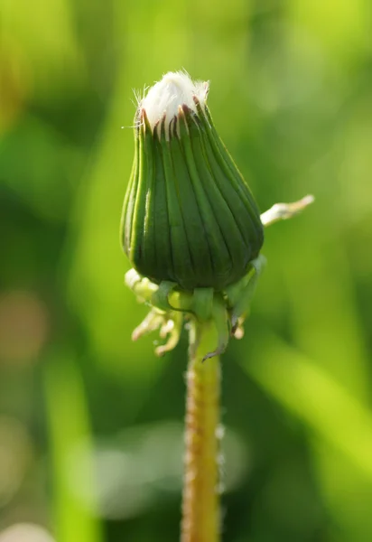 White dandelion bud. — Stock Photo, Image